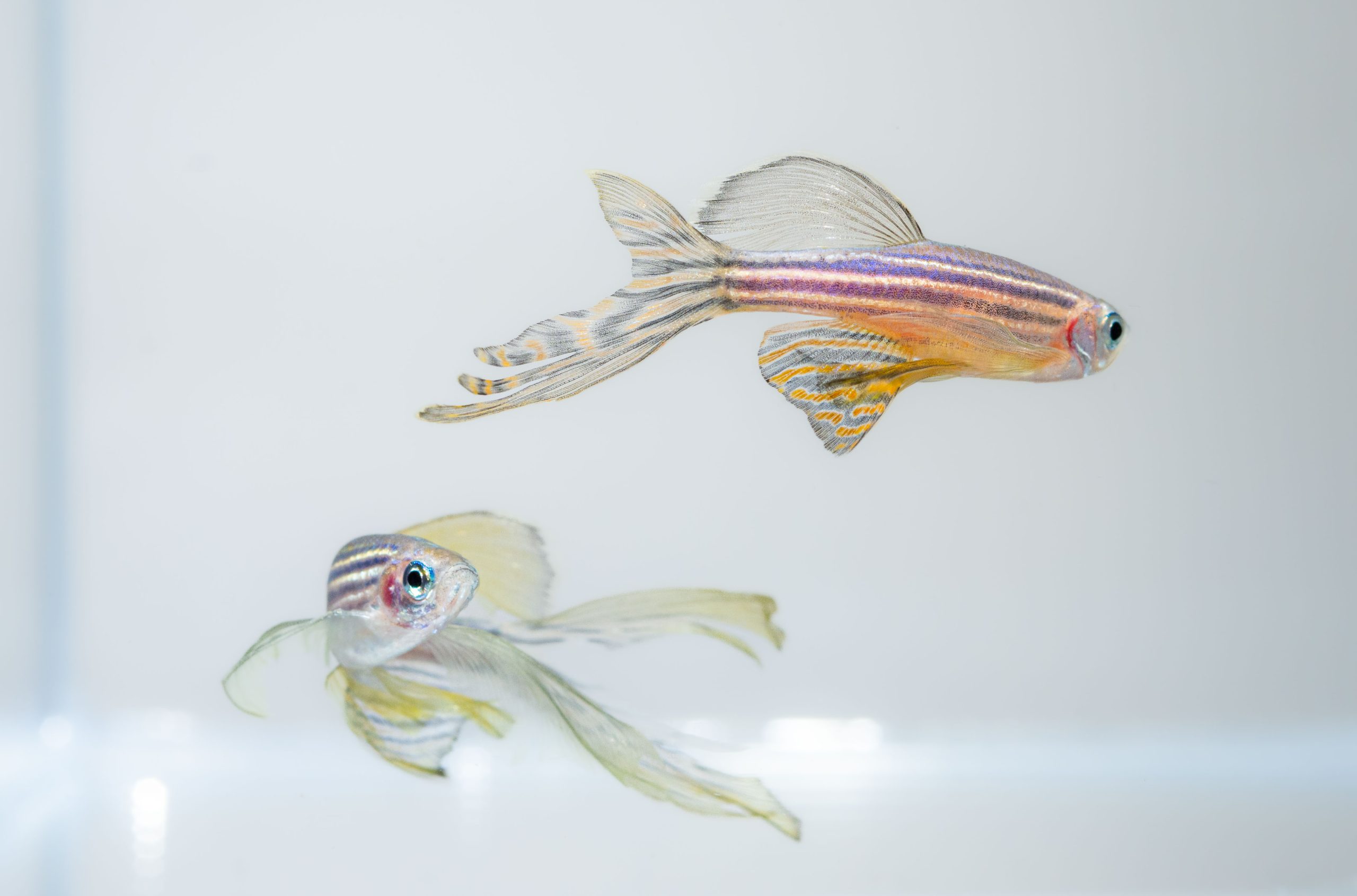 Curated visual reference: Aquarium Water Quality Monitoring For Fish Health And Well Being Reference: Fish Health And Well Being